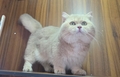 颶風貓舍 的會員頭像