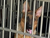 德國狼犬、幼犬與訓練防衛犬，作業陪伴犬特價優惠與免費認養中