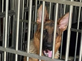 德國狼犬、幼犬與訓練防衛犬，作業陪伴犬特價優惠與免費認養中