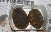 點選圖片可放大