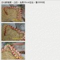 點選圖片可放大