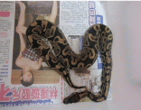 點選圖片可放大