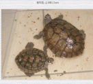 點選圖片可放大