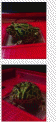 點選圖片可放大
