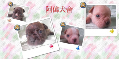 點選圖片可放大