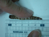 點選圖片可放大