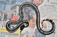 點選圖片可放大