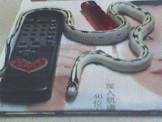點選圖片可放大