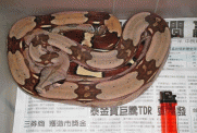 點選圖片可放大