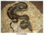 點選圖片可放大