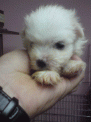 點選圖片可放大