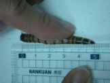 點選圖片可放大