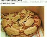 點選圖片可放大