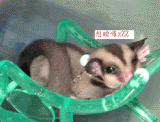 點選圖片可放大