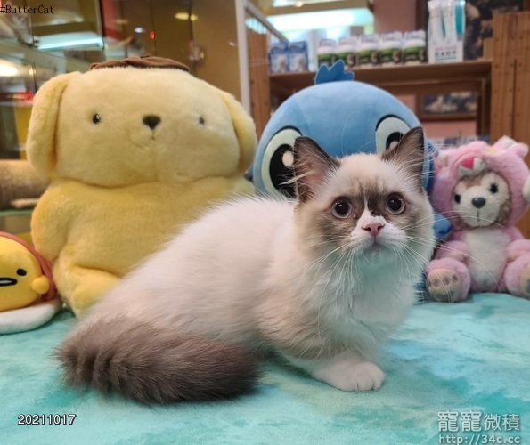 冠軍血統曼赤肯短腿貓世界名貓坊 無卡分期 賣曼赤肯短腿貓 寵寵微積手機版