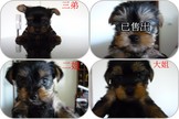 點選圖片可放大