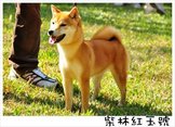 點選圖片可放大