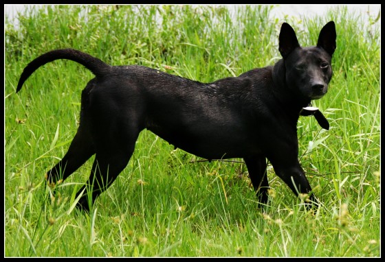 超純正統頂級台灣犬幼犬9隻免費送養 賣台灣土狗 寵寵微積手機版