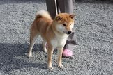 點選圖片可放大