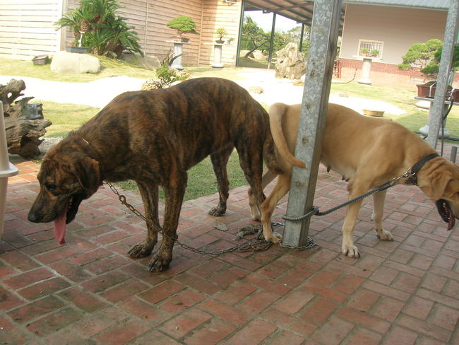 肩高86cm以上虎斑配78cm黃母台灣高山犬生右犬一胎0910 歡迎來電 賣高山犬 寵寵微積手機版