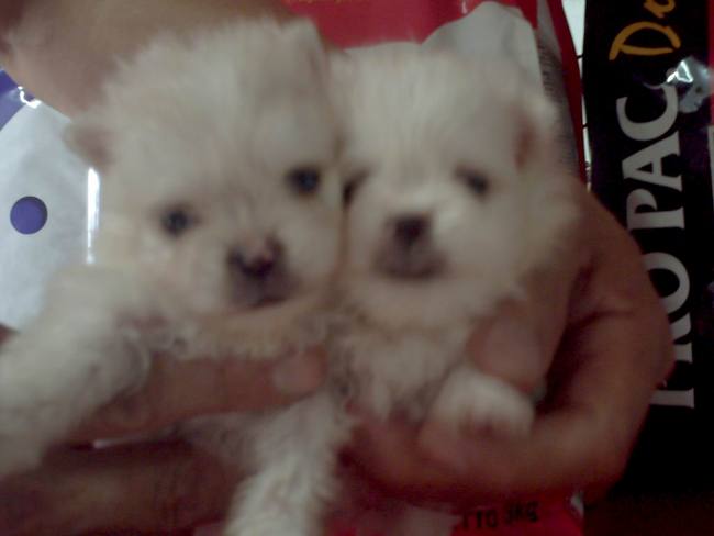 桃園縣平鎮市 名家寵物店 幼犬出售 賣博美 寵寵微積手機版