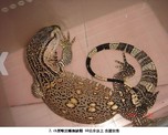 點選圖片可放大