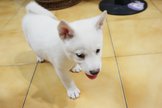 點選圖片可放大