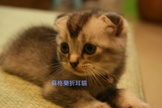 點選圖片可放大