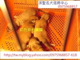 點選圖片可放大
