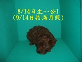 點選圖片可放大