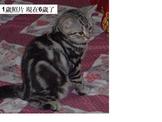 點選圖片可放大