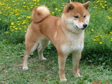 點選圖片可放大
