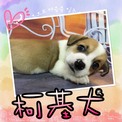 點選圖片可放大