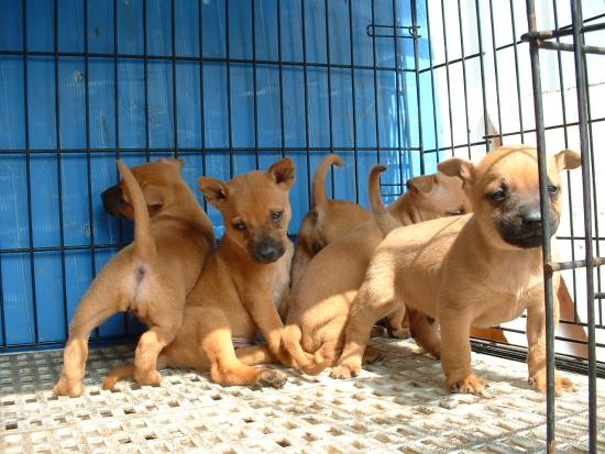 赤色台灣犬售 正宗石頭血統 賣台灣土狗 寵寵微積手機版