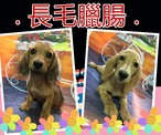 點選圖片可放大