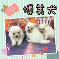 點選圖片可放大