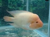 點選圖片可放大