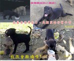 點選圖片可放大