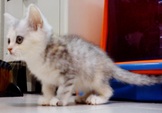 點選圖片可放大