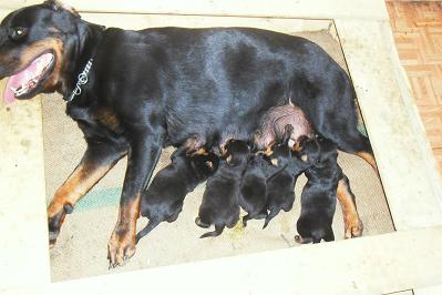 您好 這有專業繁殖洛威拿犬舍 幼犬 賣挪威納 寵寵微積手機版
