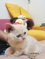 點選圖片可放大