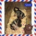 點選圖片可放大