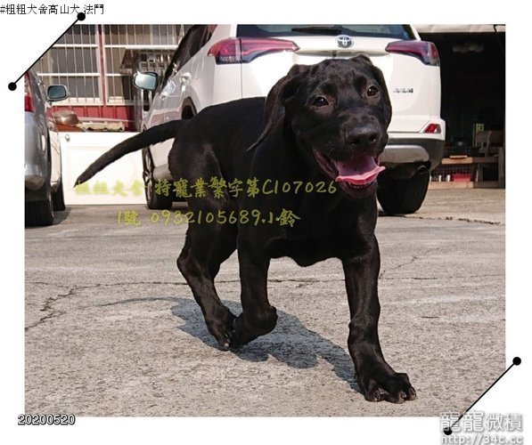 台灣高山犬家中保全 出外保鑣 粗粗犬舍 優質的高山犬 另有法鬥 賣高山犬 寵寵微積手機版