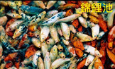 點選圖片可放大