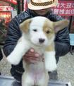 點選圖片可放大
