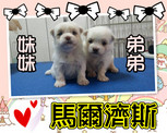 點選圖片可放大