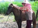 點選圖片可放大