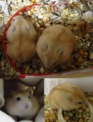 點選圖片可放大