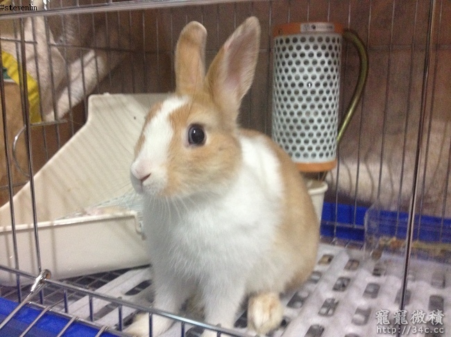 台中市送養可愛圍巾兔 已送出 賣兔兔 寵寵微積手機版