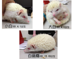 點選圖片可放大
